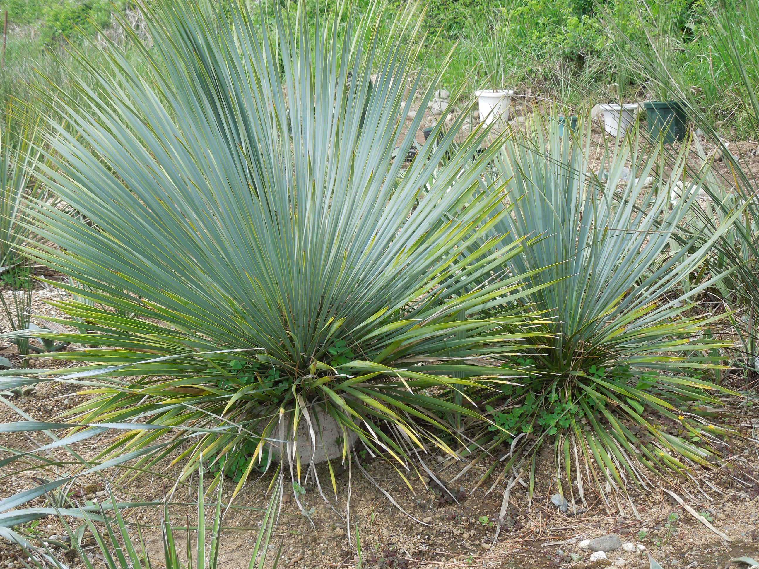 ユッカ・ロストラータ～ダブルヘッド？？？、トリプルヘッド