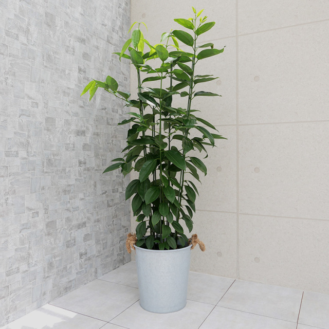 シナモン（セイロンニッケイ） 10号鉢 観葉植物と植木鉢の専門店