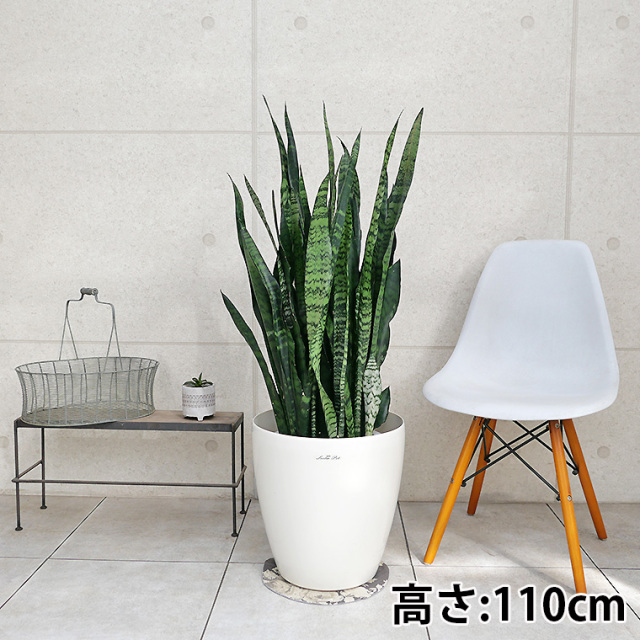 サンスベリア・ゼラニカ 9号鉢 観葉植物と植木鉢の専門店cocolate