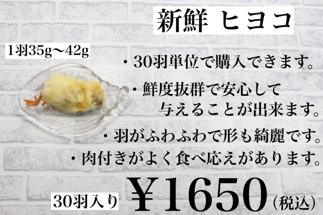 冷凍 国産 新鮮な ヒヨコ 30羽