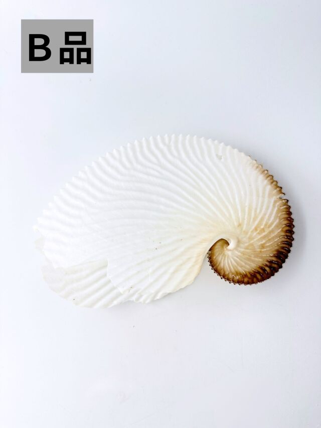 アオイガイ(国産）B品【約16～18cm/1個】 - Not for overseas sale -