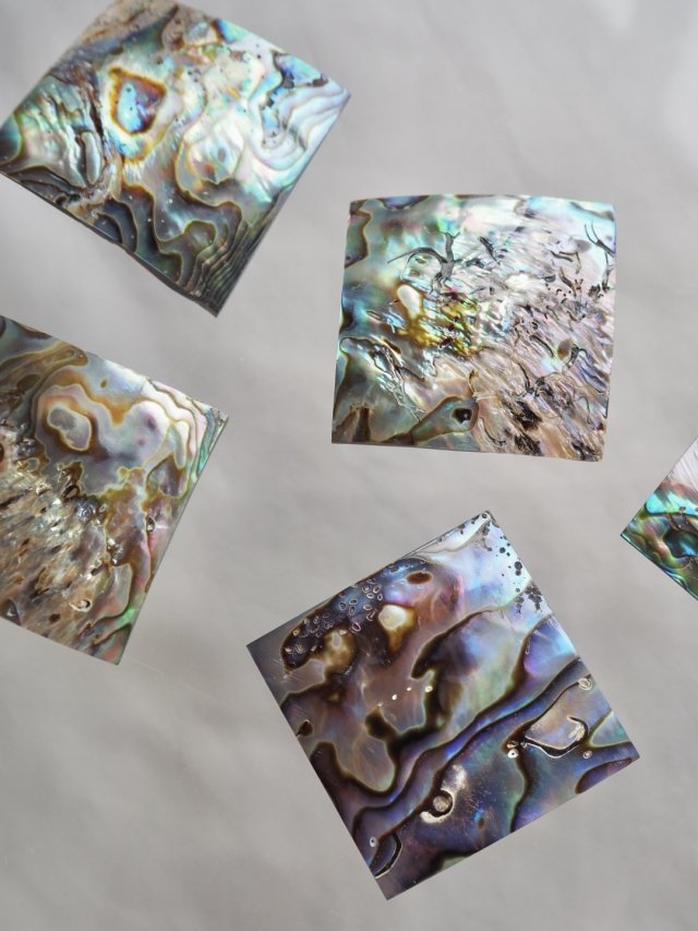 貝殻プレート - アワビ-パウアアバロン (正方形)【約3.5×3.5cm/1枚