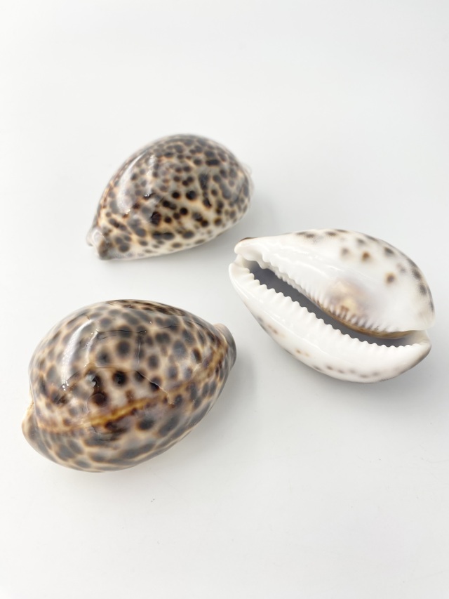 シプレアタイガー大(ホシダカラ)【8±0.5cm】En: Tiger Cowrie (size