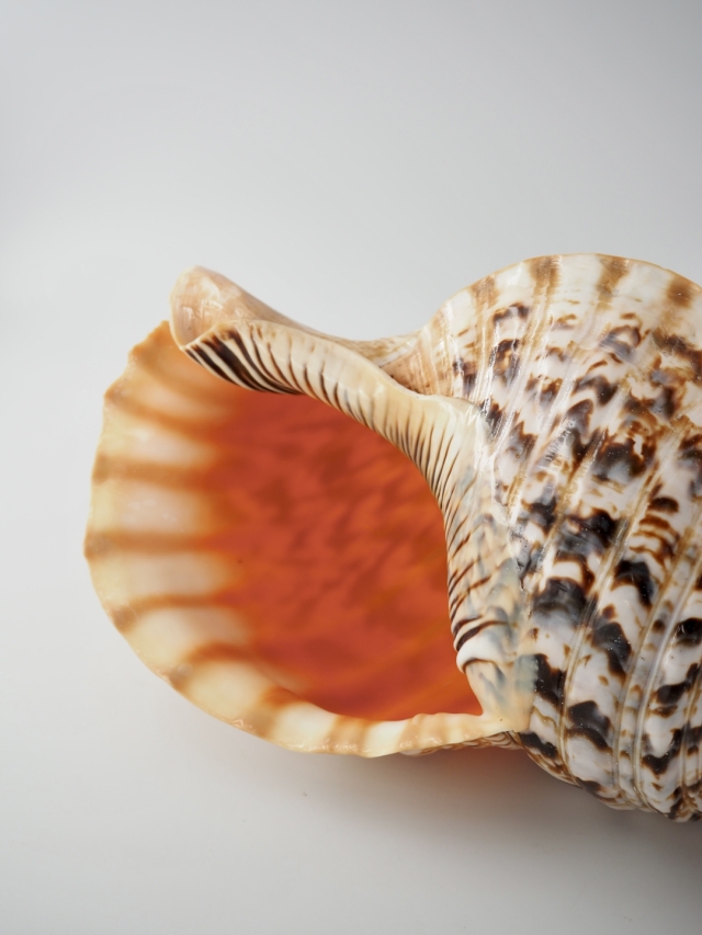 ホラガイ【35cm前後/1個】法螺貝 貝殻