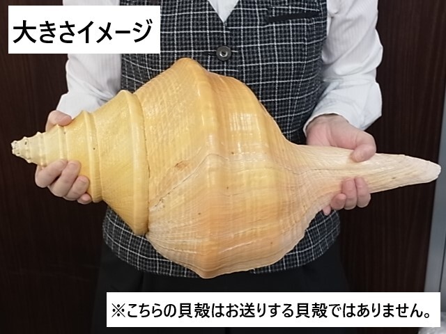 アラフラオオニシ磨きNO.2012【約50cm/約3000g/1個/現品】 En