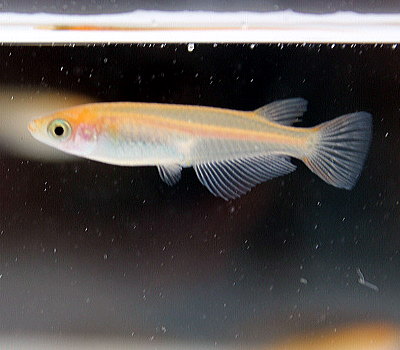 餌用】メダカ（100尾）【まとめ買い特価】