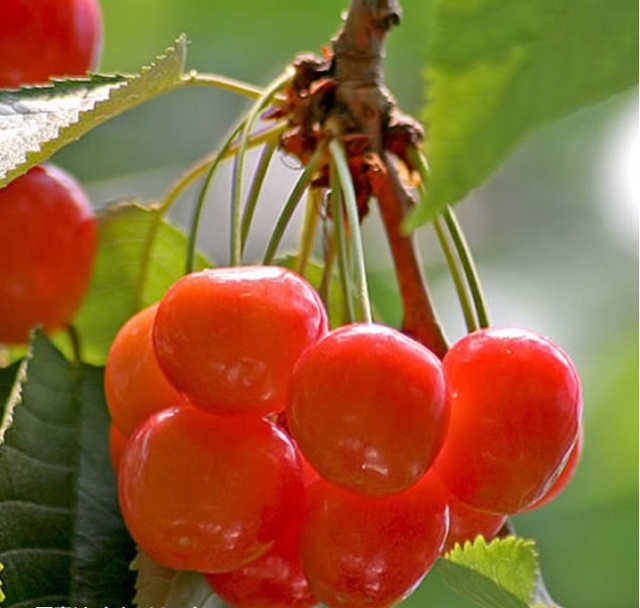 果樹園「花育通販」さくらんぼ（サクランボ）苗木 佐藤錦を販売