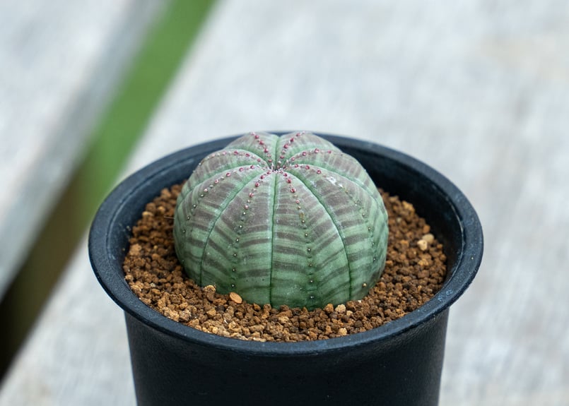 ユーフォルビア オベサ | mana's farm:塊根植物・アガベ・ドライ