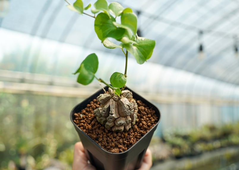 亀甲竜 No.9 | mana's farm:塊根植物・アガベ・ドライガーデン植物販売