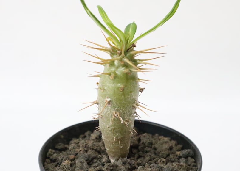 パキポディウム アンボンゲンセ 国内実生 | mana's farm:塊根植物