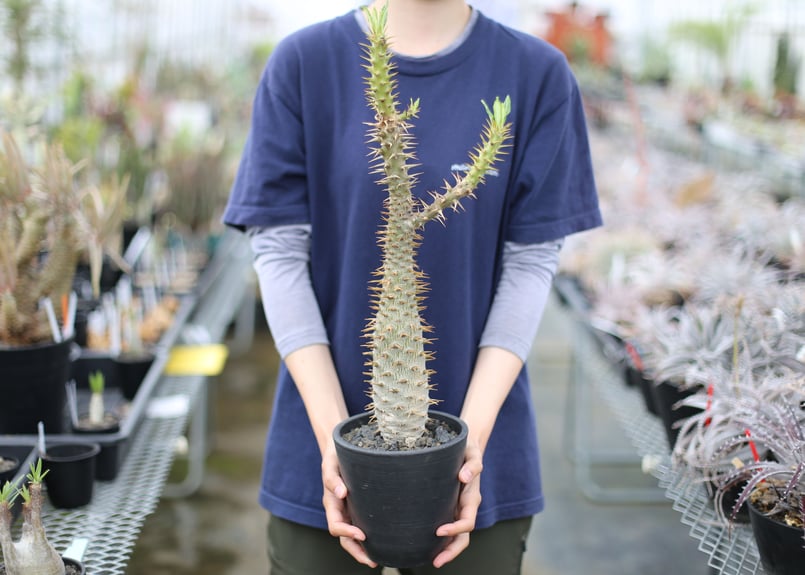 パキポディウム アンボンゲンセ | mana's farm:塊根植物・アガベ