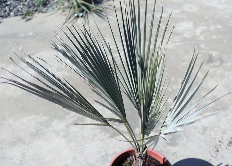 ブラヘア アルマータ | mana's farm:塊根植物・アガベ・ドライガーデン