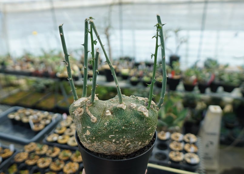 アデニア グロボーサ Adenia globosa | mana's farm:塊根植物・アガ