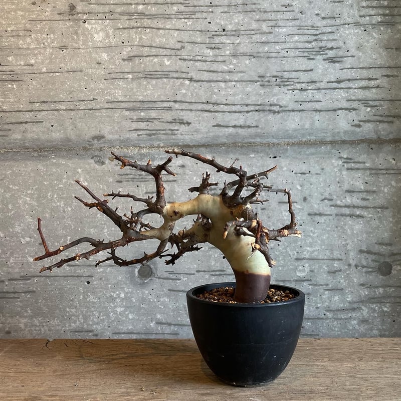 コミフォラ カタフ ピュア ソマリア産 | bot.