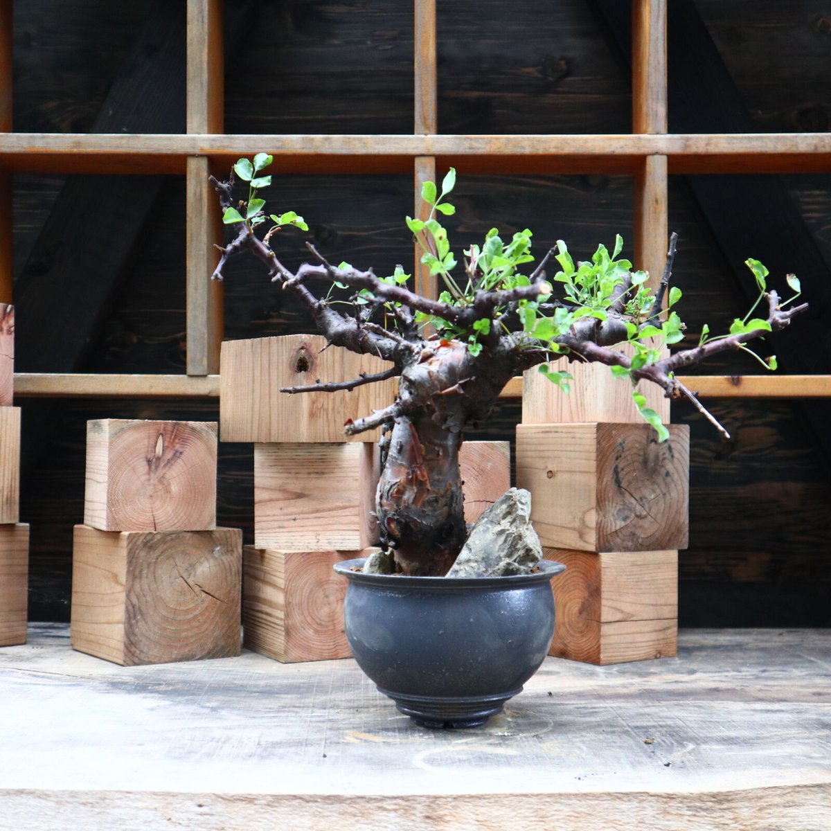 コミフォラ ボラネンシス／Commiphora boranensis no.91808 |