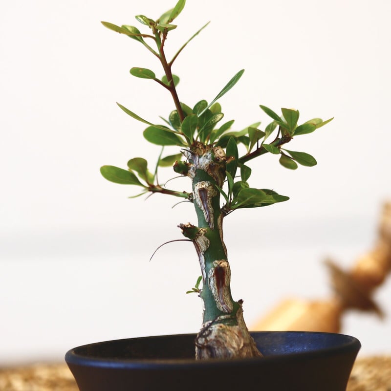 フォークイエリア ファシクラータ / Fouquieria fasciculata no.4