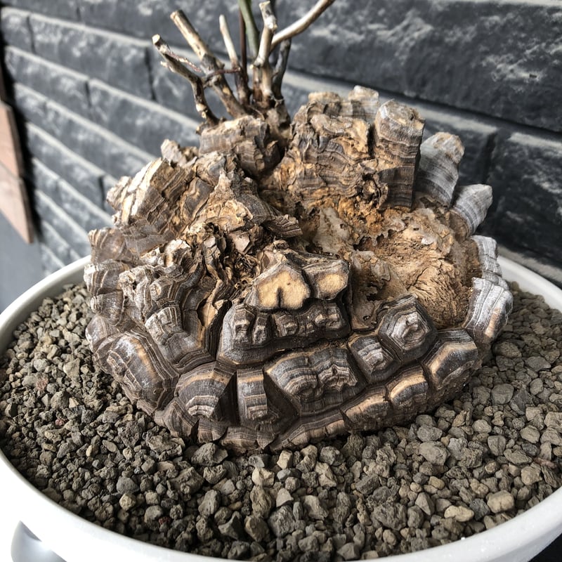 dioscorea elephantipes アフリカ亀甲竜《大きめL L size》大株※現
