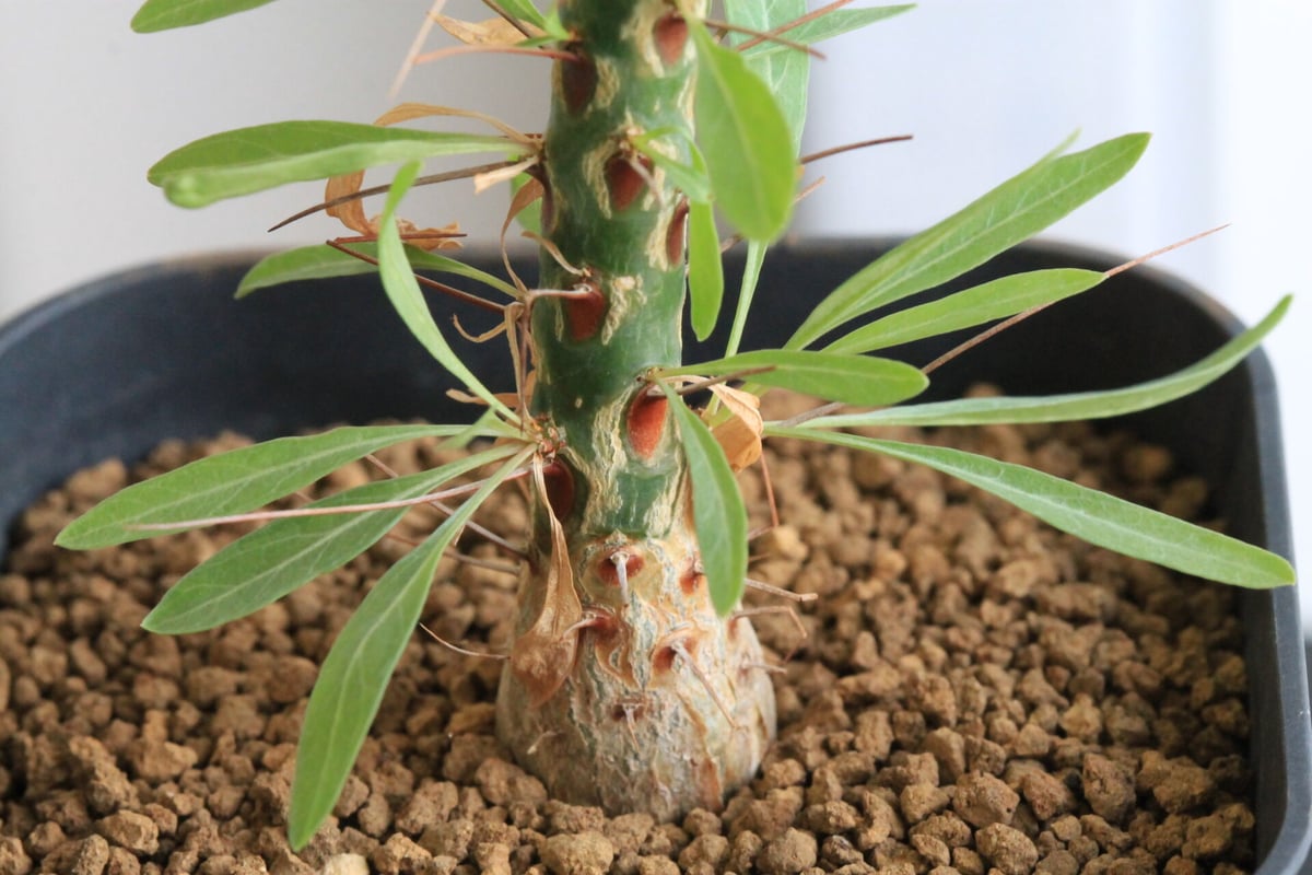 フォークイエリア プルプシー（実生） | hanayoshi-botanical