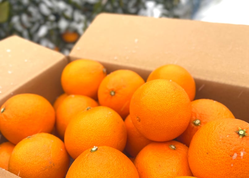 2月下旬【新品種】段畑プリンセス「甘平」×「まどんな」ご家庭用