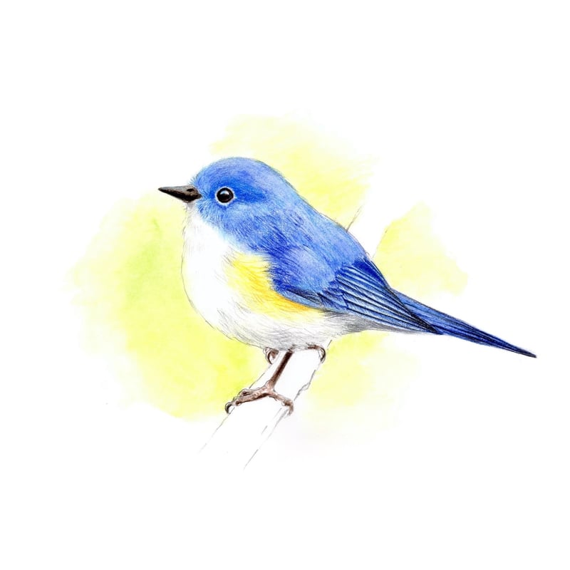 青い鳥【色見本】水彩色鉛筆画 | 絵のデータ販売 @水彩色鉛筆チャンネル