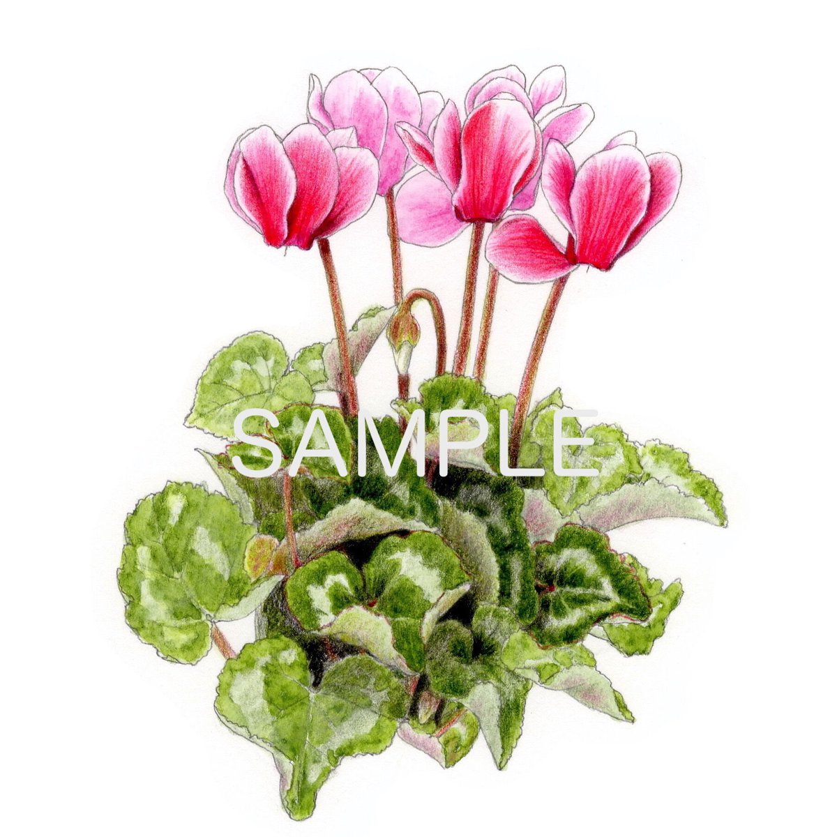 シクラメン【色見本】水彩色鉛筆画 | 絵のデータ販売 @水彩色鉛筆