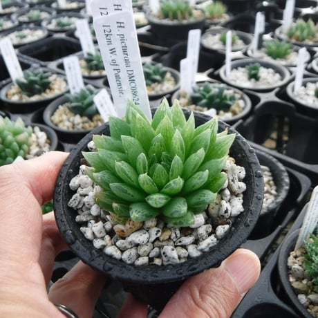 原種ハオルチア | STORES