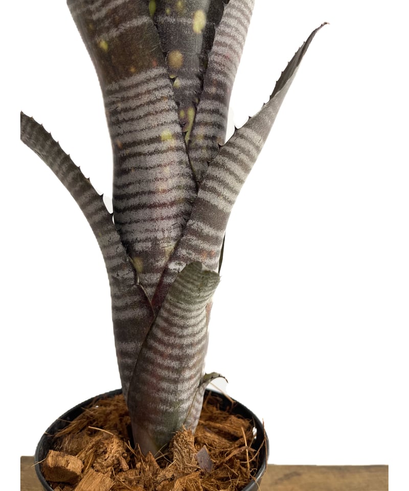 ビルベルギア ダースベイダー「Billbergia 'Darth vader'」2/2-38