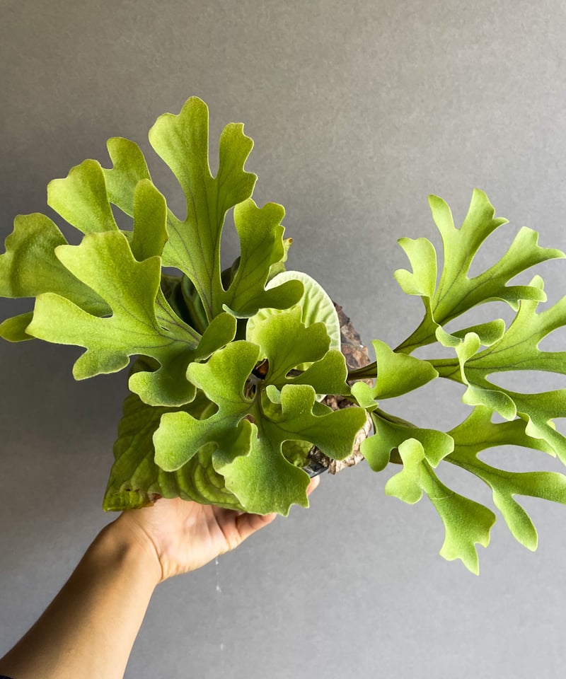 ビカクシダ リドレイ×ビカクシダ コロナリウム）× ビカクシダ リドレイ