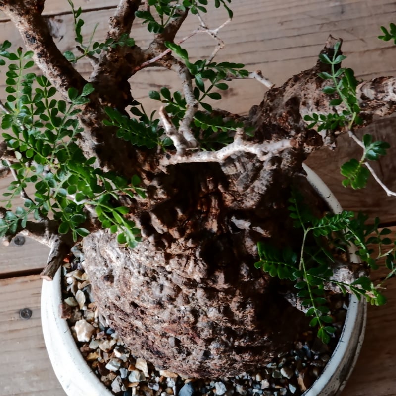 大株 オペルクリカリア パキプス φ 15cm［No.44］ × 根本峻吾 作 S.N