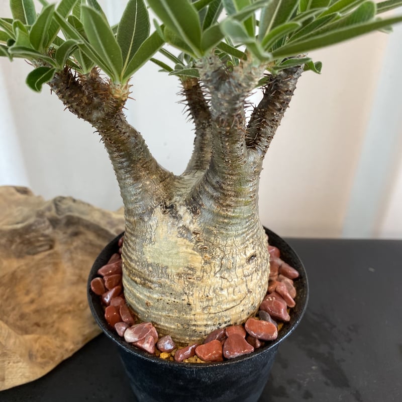 グラキリス 発根済 2020年8月輸入 現地株】BH-C46 化粧石付き | Botani