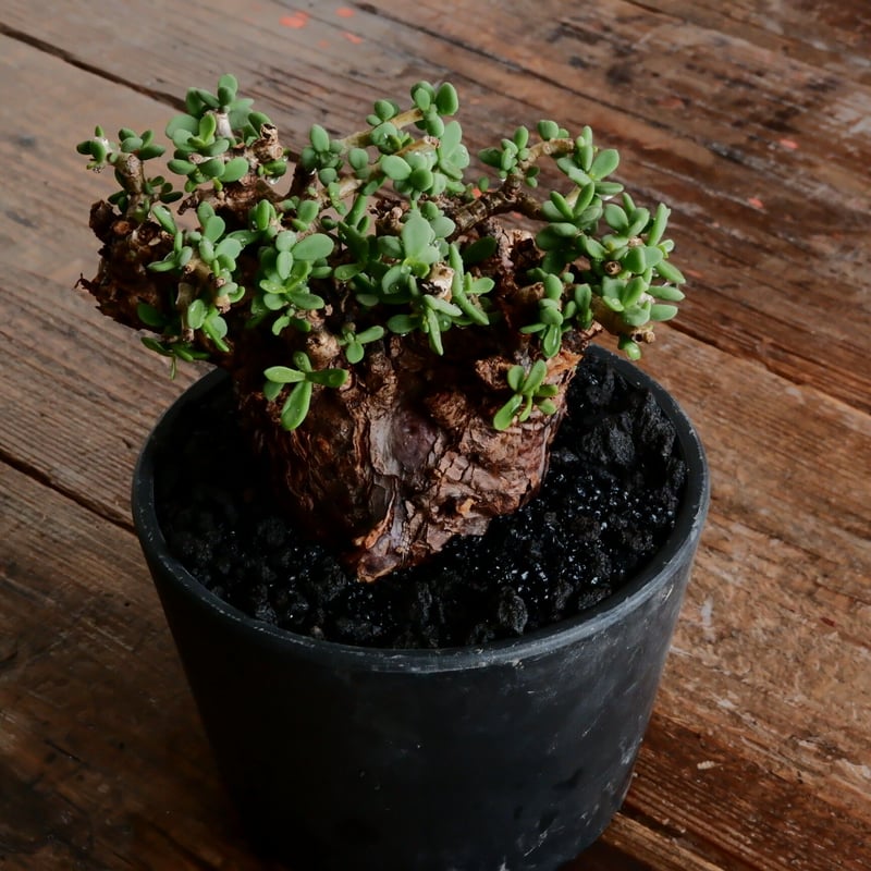 ケラリア ピグマエア 発根済［No.19］ × 4.5号 植木鉢 | Botanical