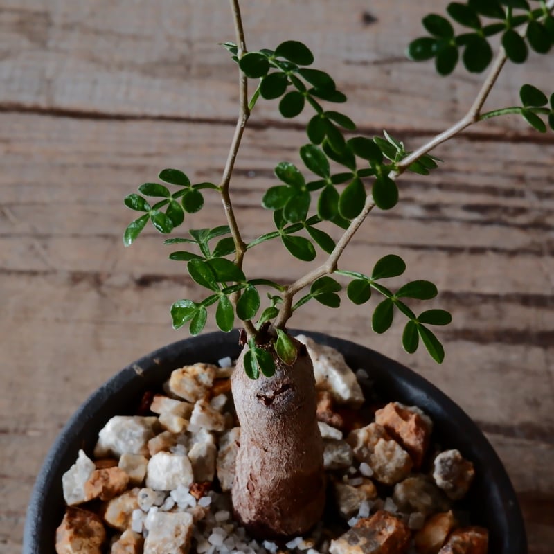 根挿し】オペルクリカリア パキプス ［No.10］ × 與那嶺大輔 作 「琉球