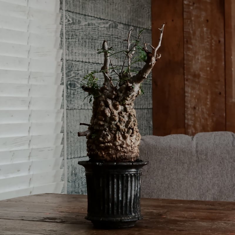 オペルクリカリア パキプス φ9.5cm［No.2］ × 小野瀬一 作 3号鉢 | B