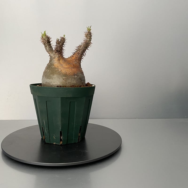 グラキリス 現地株 2021年2月輸入 発根管理中 BG-109 | Botanical Holic