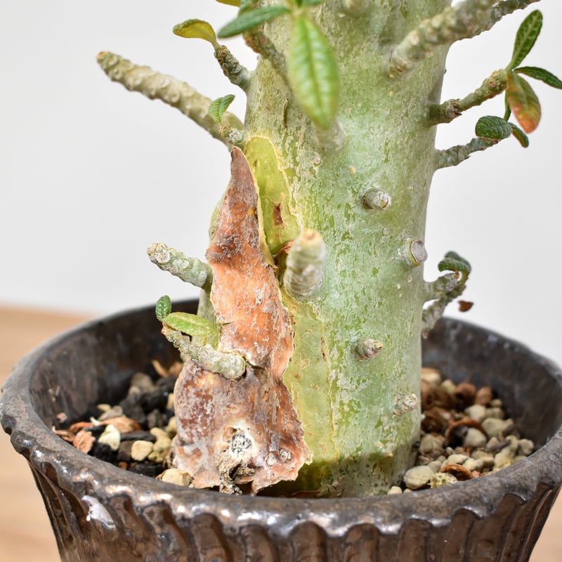 ドルステニア ギガス【実生】A | RAFLUM / ラフラム｜東京、大阪の塊根