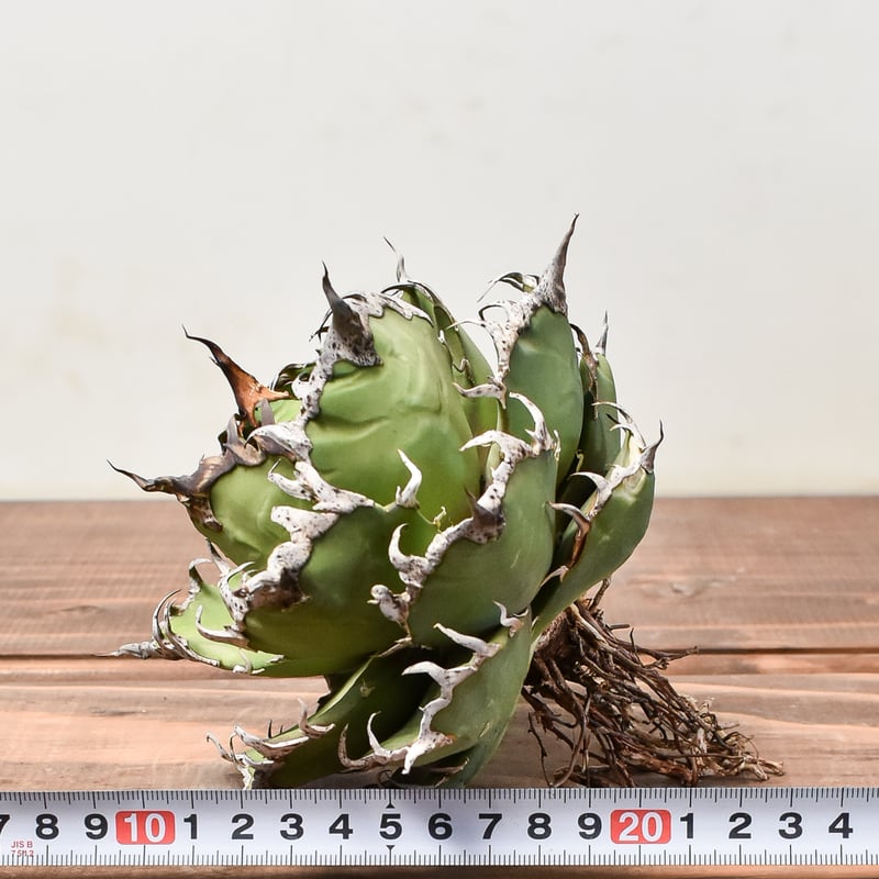 アガベ チタノタ シーザー / 凱撒 【台湾産/中株/抜き苗】D DG2400577