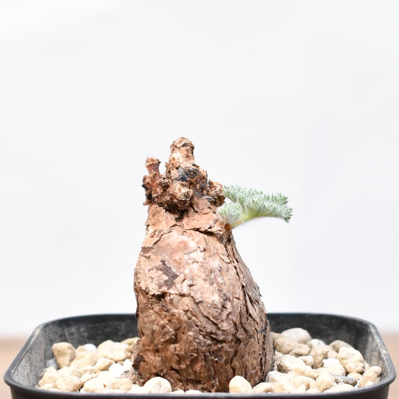 ペラルゴニウム トリステ 【発根済】A | RAFLUM / ラフラム｜東京