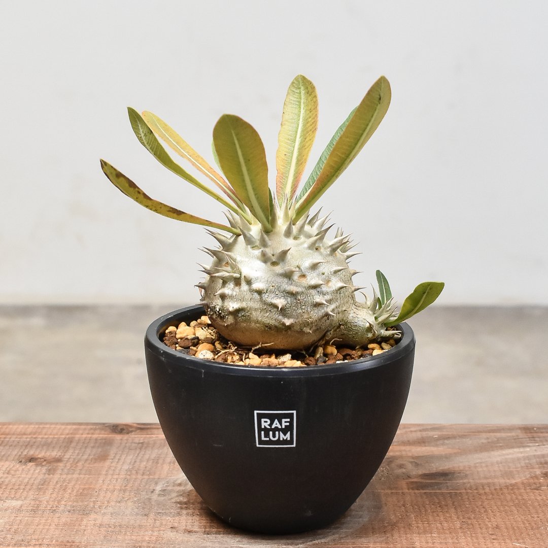 パキポディウム・デンシカウレ 