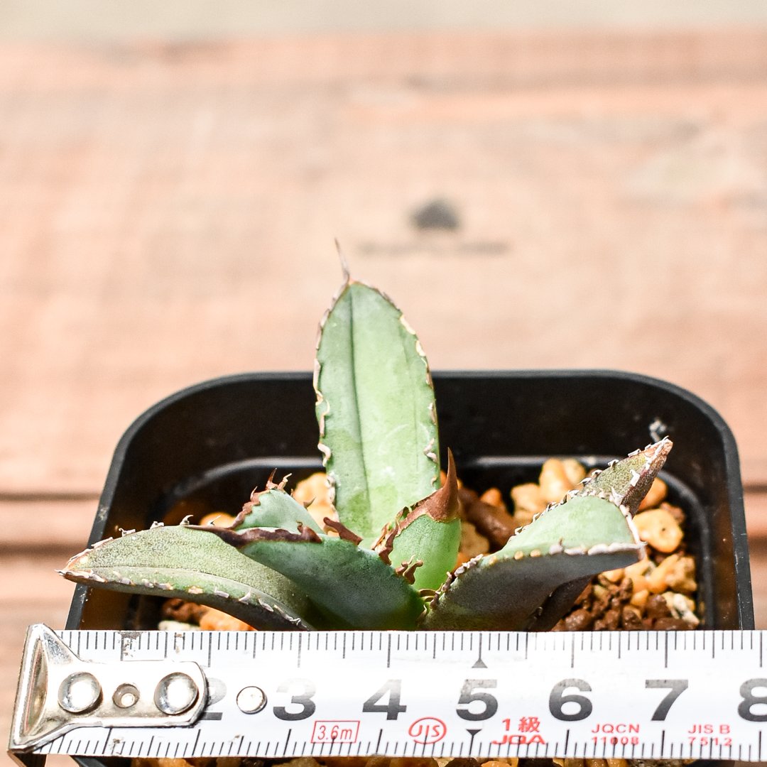 アガベ チタノタ DENNIS040 