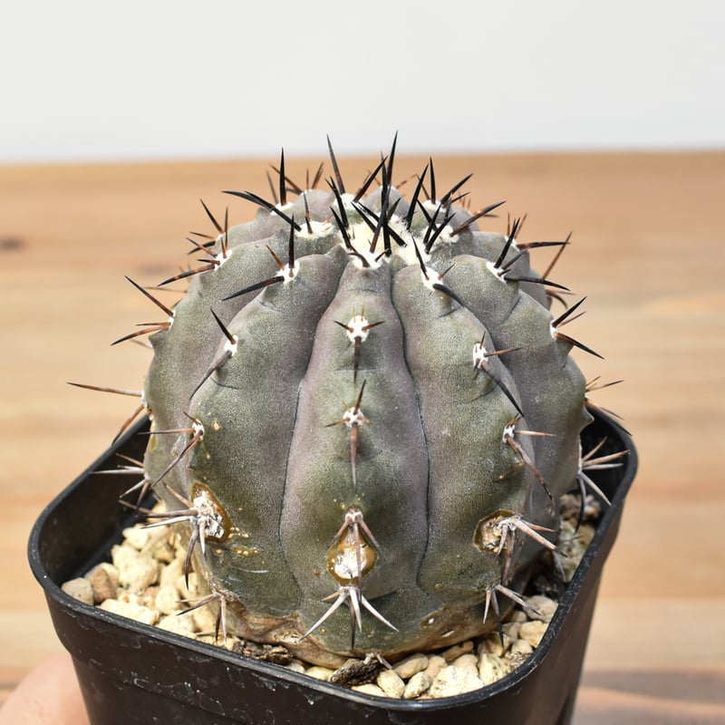 コピアポア シネレア 