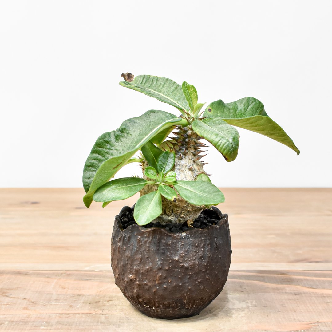 吉園芸】パキポディウム ウィンゾリー 【実生】B RFKI25011305 | RAFLUM