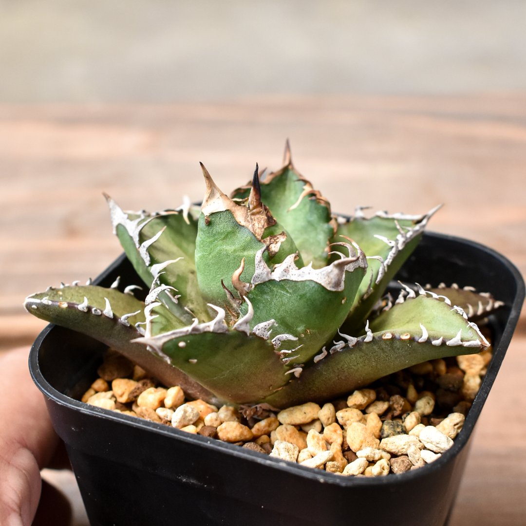 アガベ チタノタ 