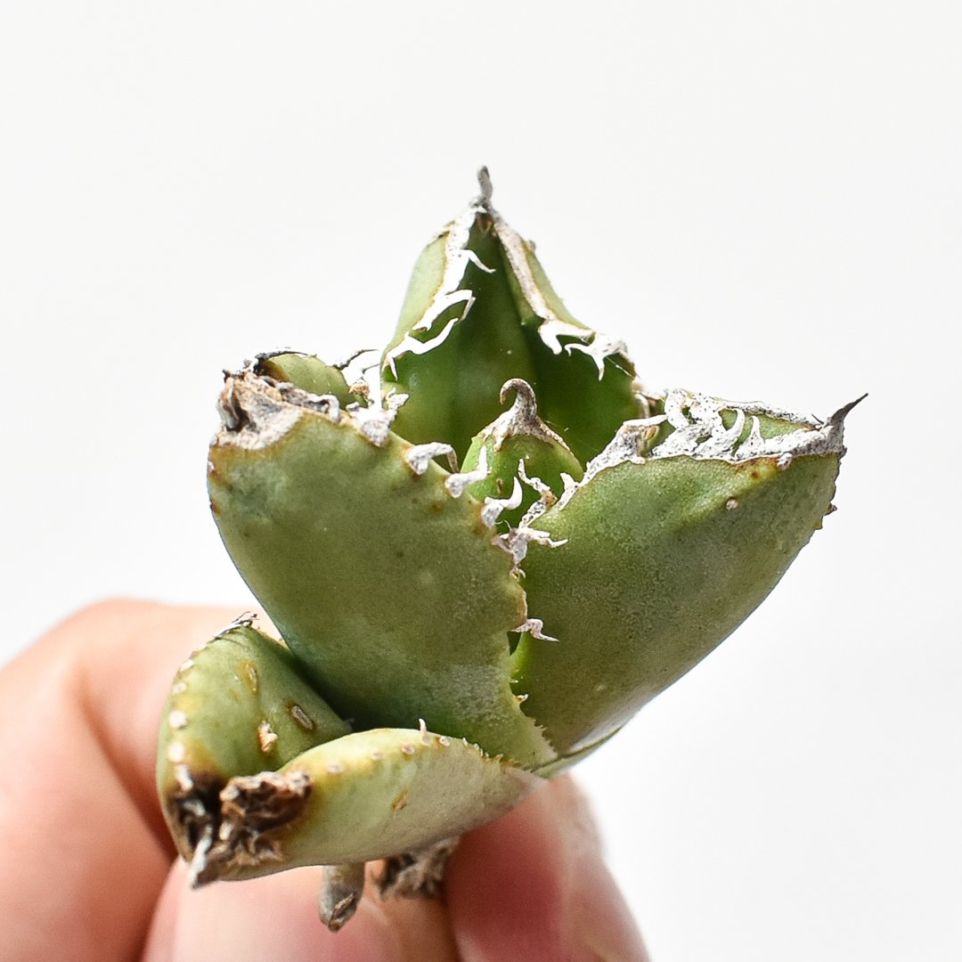 アガベ チタノタ 麻花龍 【台湾 berlin産/子株/抜き苗】C BE2402602(T)