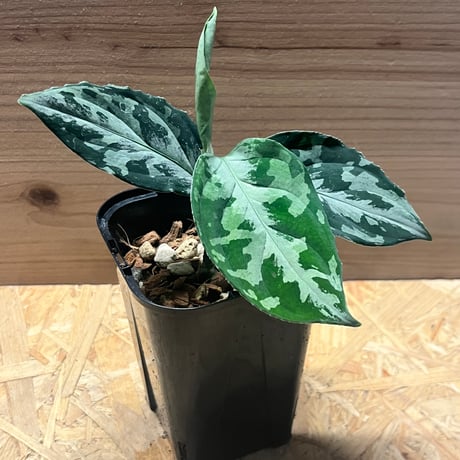 アグラオネマピクタム | STORES