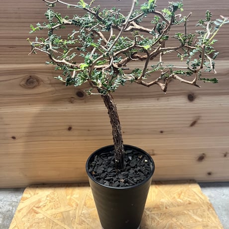 コミフォラモンストローサ | STORES