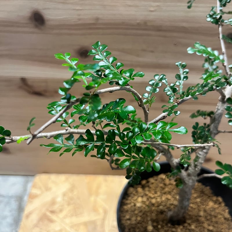 オペルクリカリア デカリー | GREEN LUCK