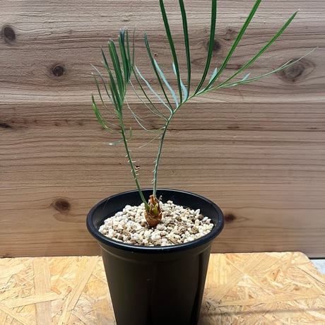 サイカスカイルンシアナ | STORES