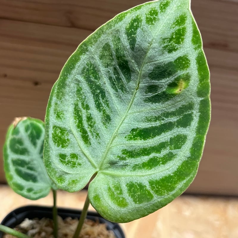 アンスリウム クリスタリナム シルバー強め選抜 | GREEN LUCK