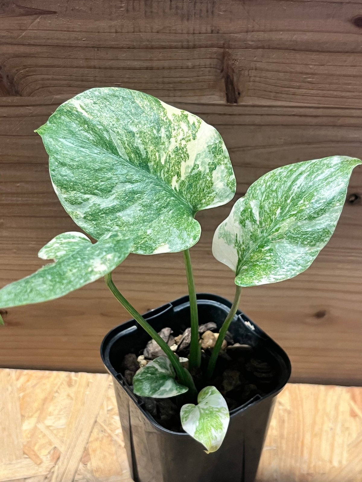 ク*ア様 L040モンステラ デリシオーサ レガシー 斑入り ク*ア様 L040