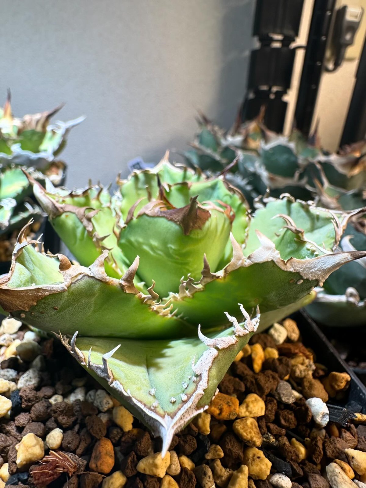 アガベ チタノタ クラウン 皇冠 | GREEN LUCK